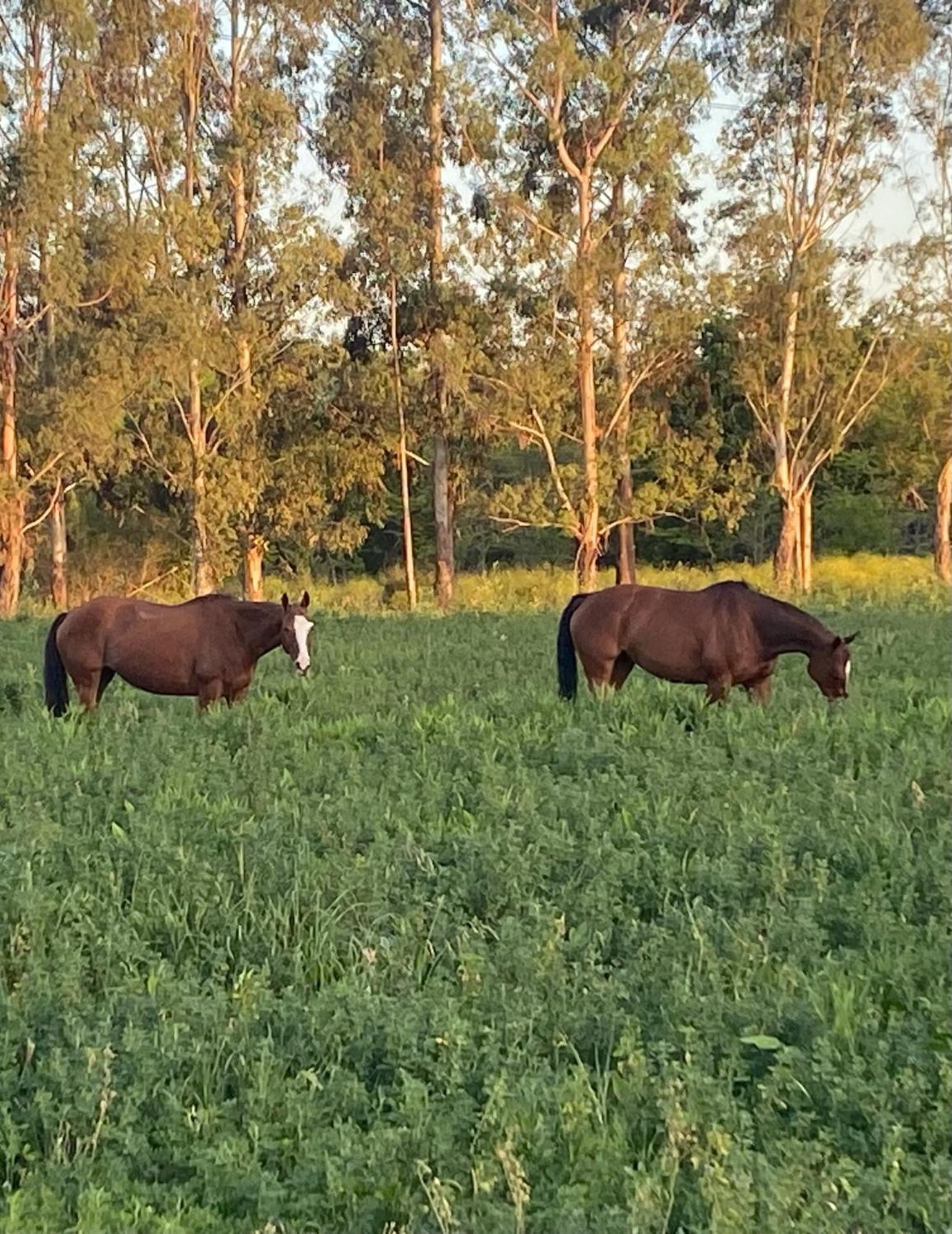 En La Guapeada Polo, Pilar Casa rural